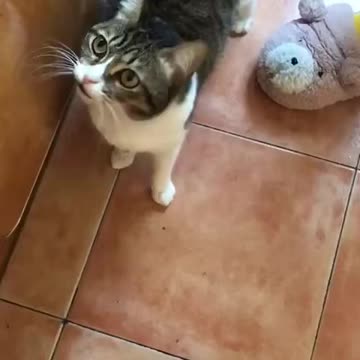 A cat asks a person to eat