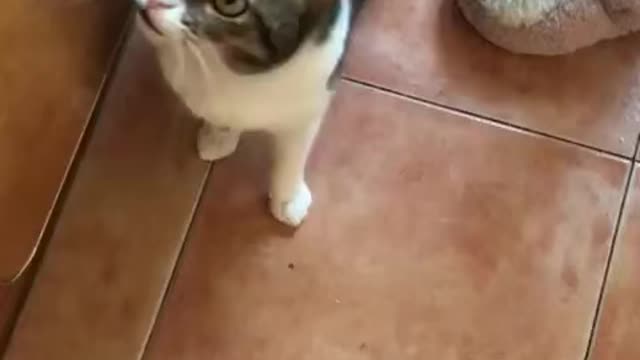 A cat asks a person to eat