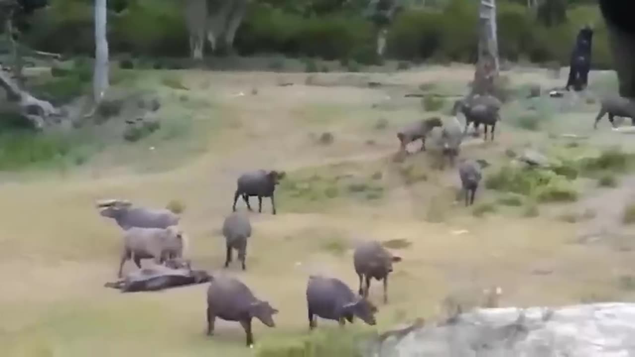 Zebras' Daring Escape from Hungry Lions - Lion vs. Zebra, Buffalo Showdown!