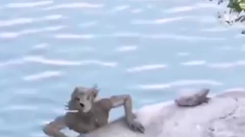 Strange creatures captured in cam at lake side