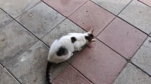 A cute little cat is eating.