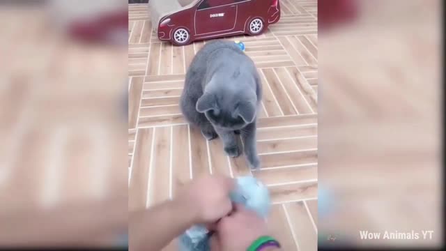 Baby Cats Cute And Funny Cat Video Compilation #12 - Wow Animals YT