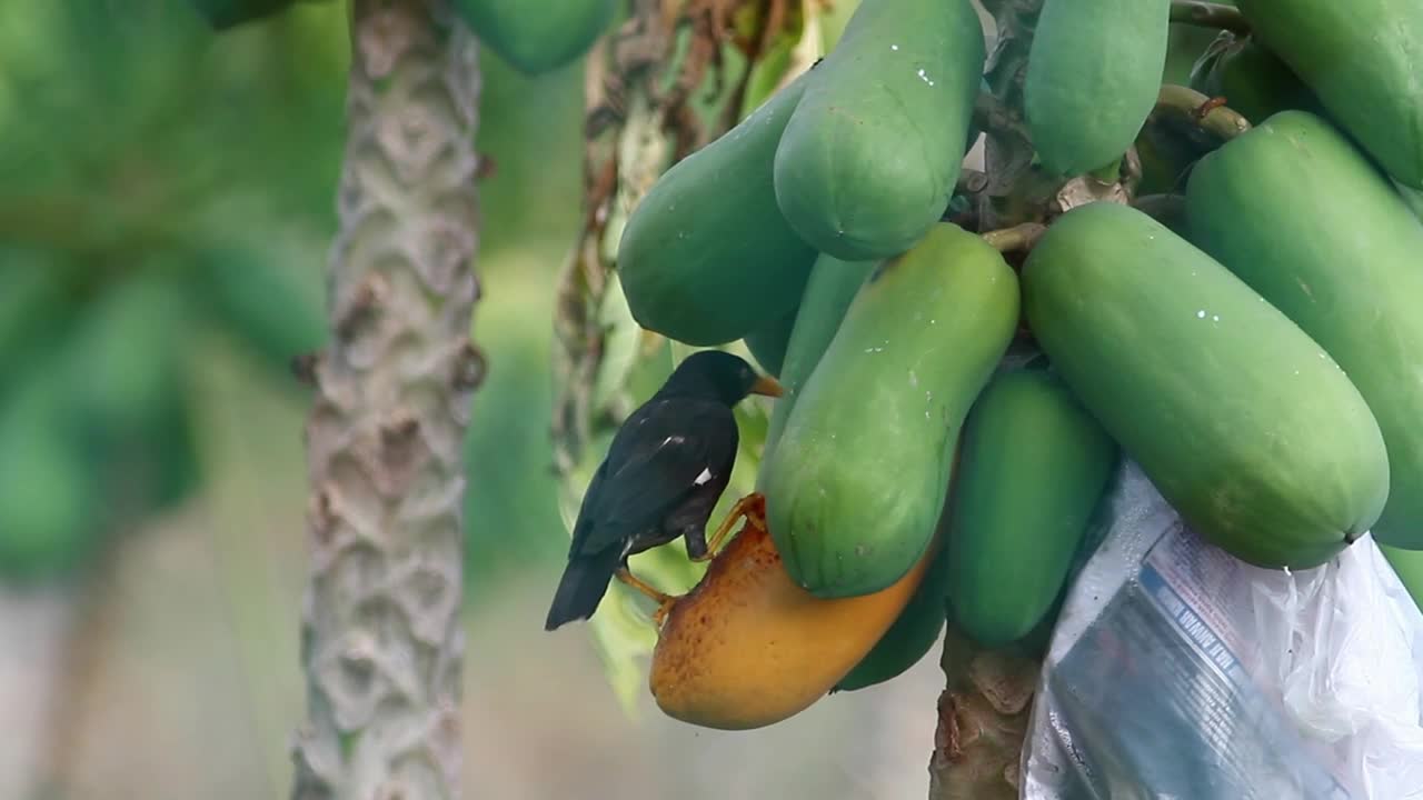 Bird eating hanging fruit - With great music