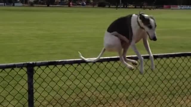 Funny cute dog is enthusiastically showing his duty, and best friends are waiting to see this duty.