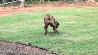 Boxer Dog Goes Crazy In New Grass