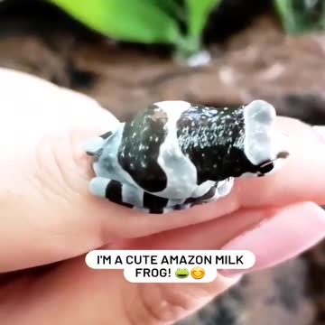 Amazon Milk Frog aka Trachycephalus resinifictrix