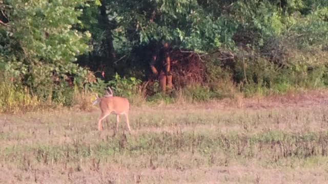 Buck on the farm