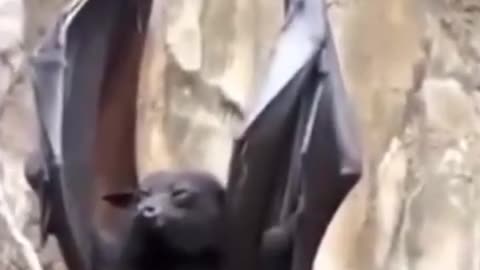 Tired bats