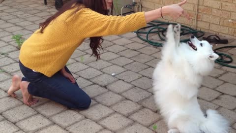 Yoda the Japanese Spitz does some tricks, takes a bow