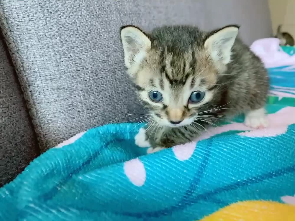 Kittens searching all over the place