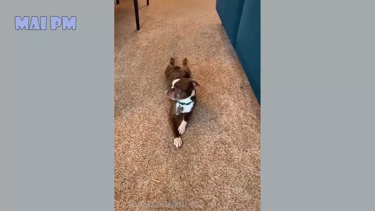 🤣Funny Dog Videos