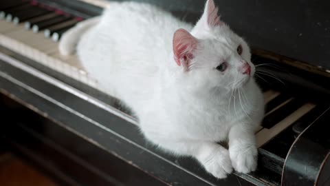 cat on the piano 1