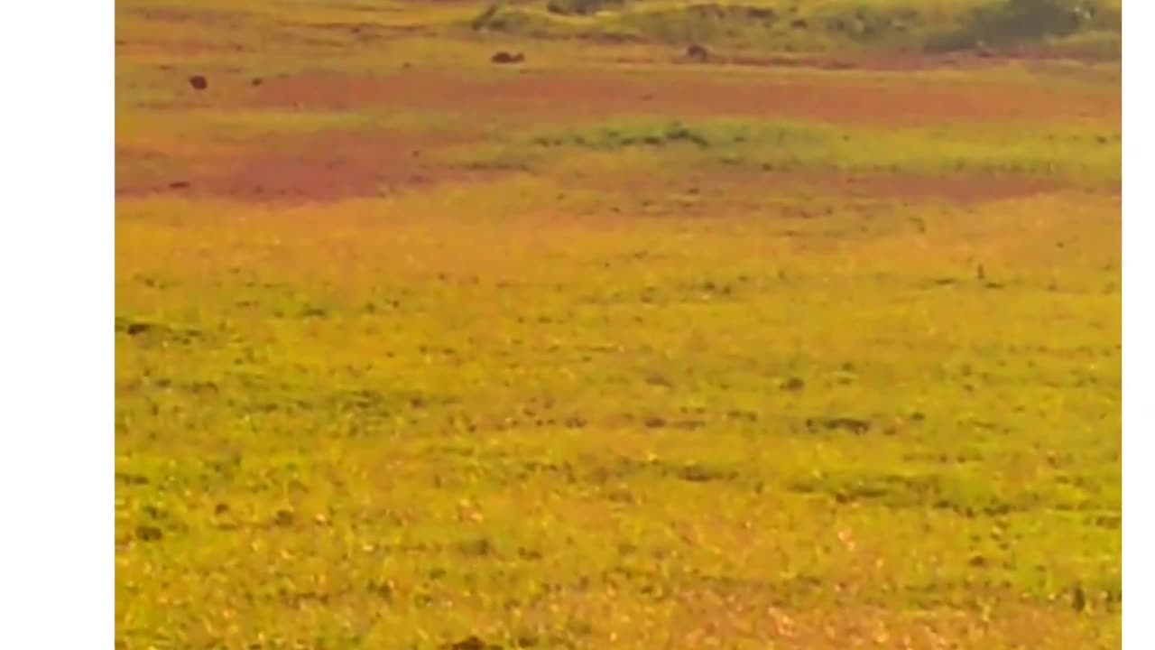 Fuel-Price Showdown: Trainee Pilot's Daring Chopper Landing in Nairobi's Dusty Field