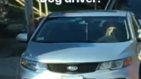 Dog Decides Its Time To Go For A Joy Ride