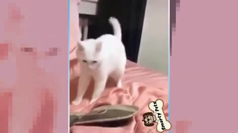 Amazing cat hip hop dance break dance by smarty pets