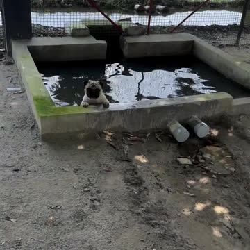 Dodo shooter funny moments #65