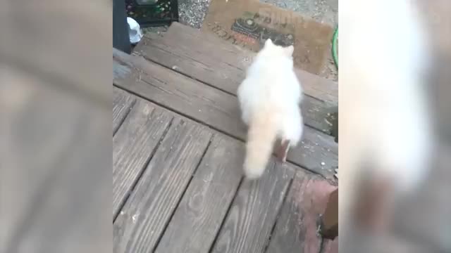 Funny animals videos