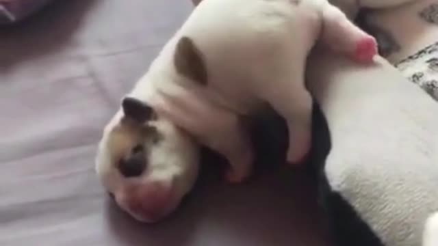 Funny sleeping puppy rolls to the ground