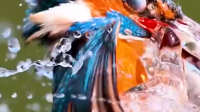 Kingfisher nature video/ beautiful Kingfisher playing most watchable