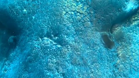 Close-up Video of a Fish in Aquarium