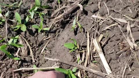 How we Eliminate Weeds on our Certified Organic Farm