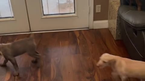 The family is in the living room