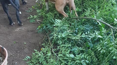 Pitbulls having a quick chew.