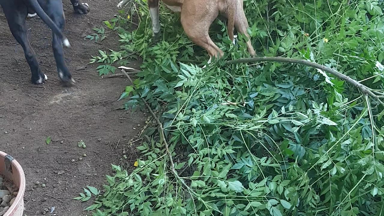 Pitbulls having a quick chew.
