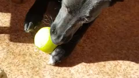 Dog lazily eating an apple