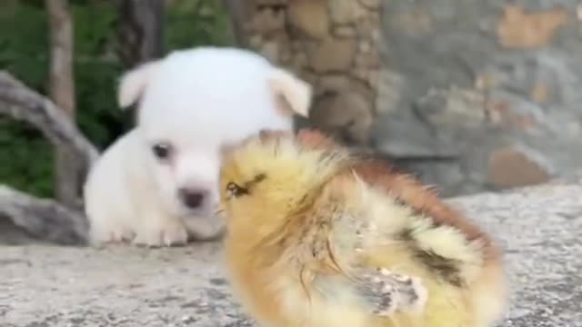 #Pig #animal #puppy #chick #duck #mouse #cute #pet #Kitty #Bunny