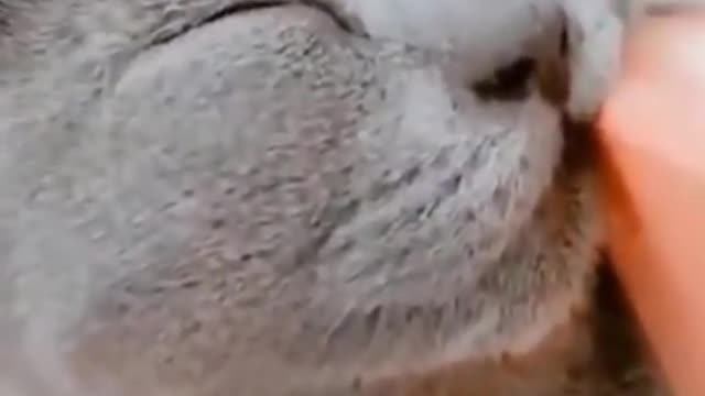 Must watch this cat.🤣