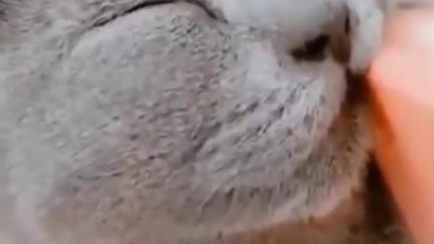 Must watch this cat.🤣