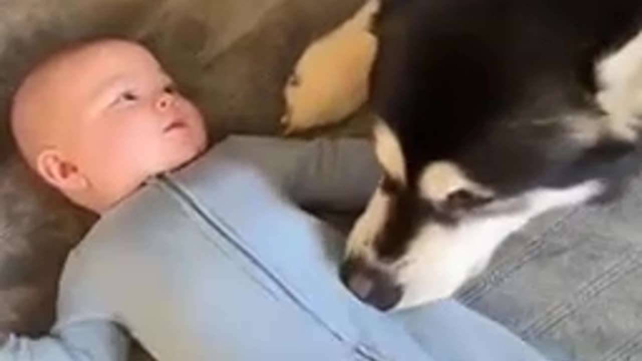 This Dog literally tickles her baby to get him to š¤£giggle