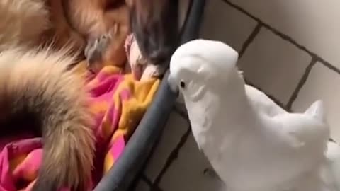 BIRD OR DOG?