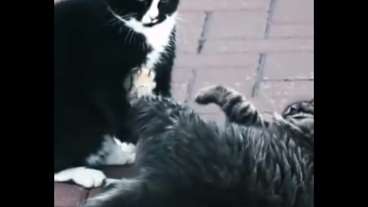 Cats short video |funny cats 🐈 🐱 | beautiful cats |cat lovers |music|love|nature|