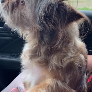 Penny loves pup cups