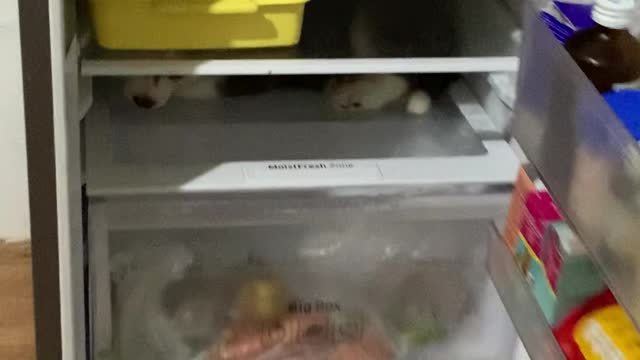 Husky Pup's Favorite Place is the Fridge