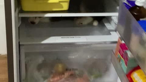 Husky Pup's Favorite Place is the Fridge