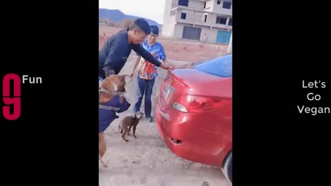 TRY NOT TO LAUGH -- Best Funny Videos Compilation ------ PART 12