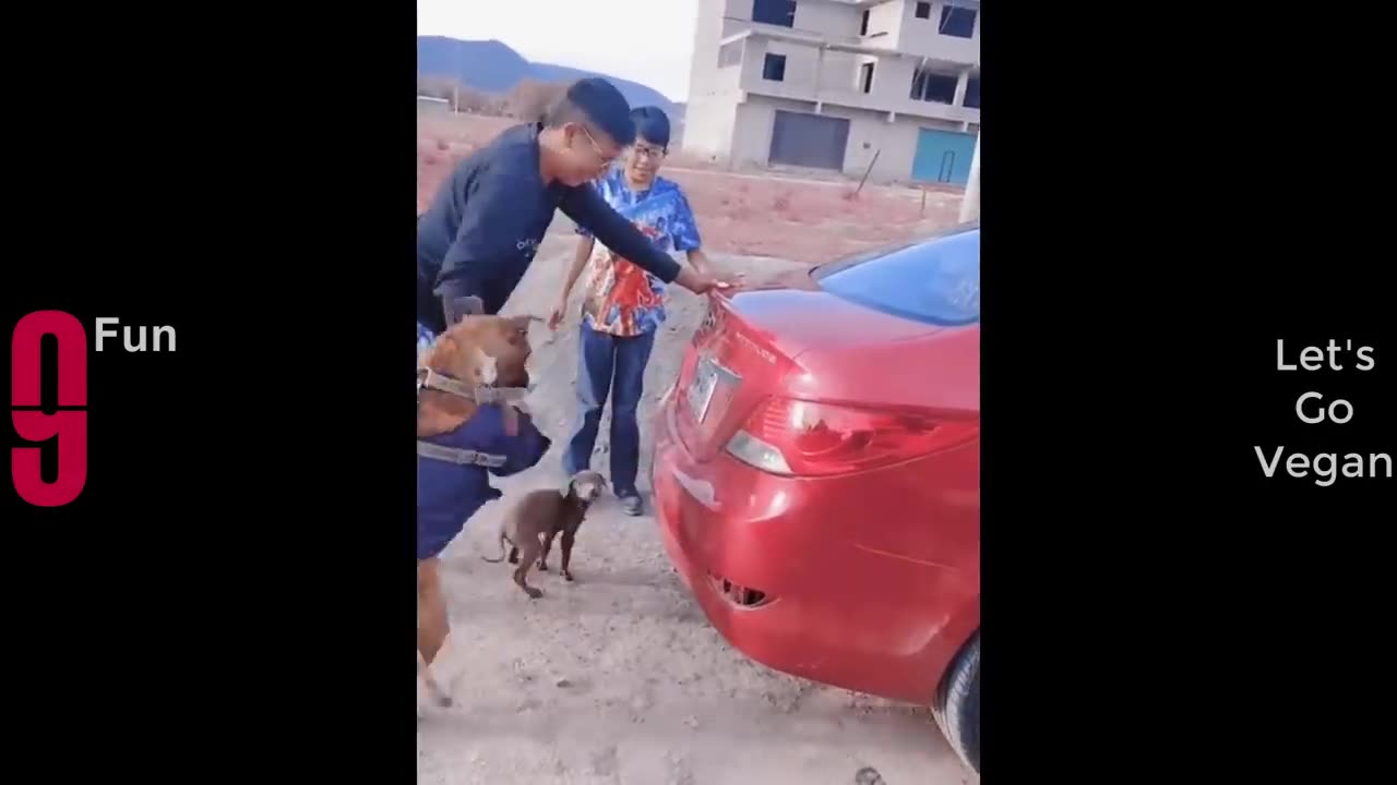 TRY NOT TO LAUGH -- Best Funny Videos Compilation ------ PART 12