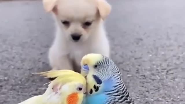 Love Birds Kissing scene and cute Puppy