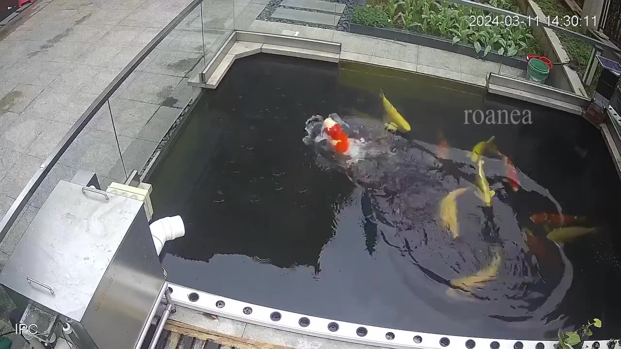 Koi Fish Is Part Dolphin
