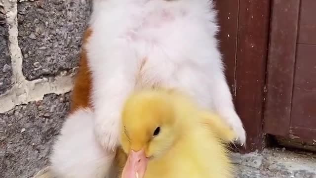 The scared puppy and duck are hiding in the corner, so cute