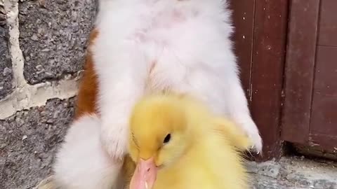 The scared puppy and duck are hiding in the corner, so cute