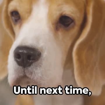 Barking Mad Hilarious Dog Facts