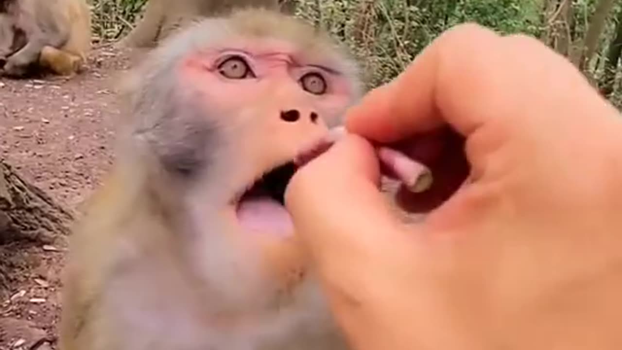 Eating monkey