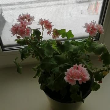 Beautiful flowers at home.