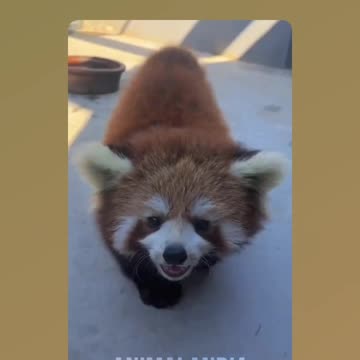 A cutie called RED PANDA!