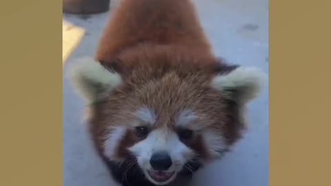 A cutie called RED PANDA!