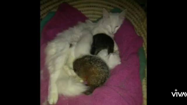 Joy of my life cat and grounhog